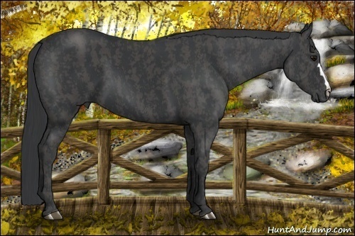 Horse Color: Black  Brindle