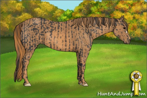 Horse Color: Black  Brindle