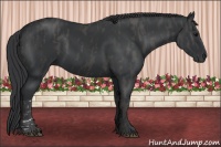 Horse Color:Black  Brindle