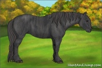 Horse Color:Black  Brindle