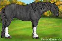 Horse Color:Black  Brindle