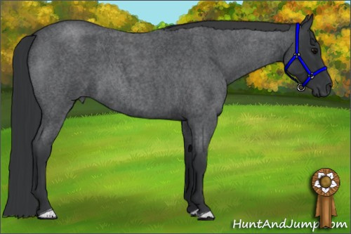 Horse Color: Blue Roan 