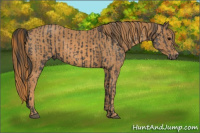 Horse Color:Black  Brindle