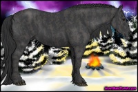 Horse Color:Black  Brindle