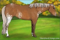 Horse Color:White Spotted Silver Buckskin 