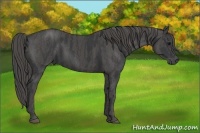 Horse Color:Black  Brindle