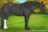 Horse Color:Black  Brindle