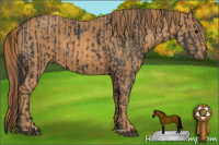 Horse Color:Black  Brindle