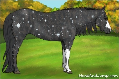 Horse Color: Black  Brindle