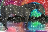 Horse Color:Black  Brindle