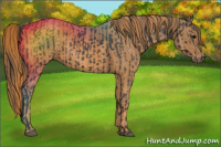 Horse Color:Black  Brindle
