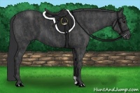 Horse Color:Black  Brindle