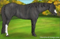Horse Color:Black  Brindle