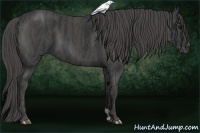 Horse Color:Black  Brindle