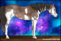 Horse Color:Bay Splash 