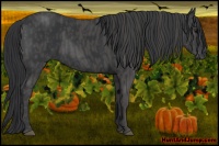 Horse Color:Black  Brindle