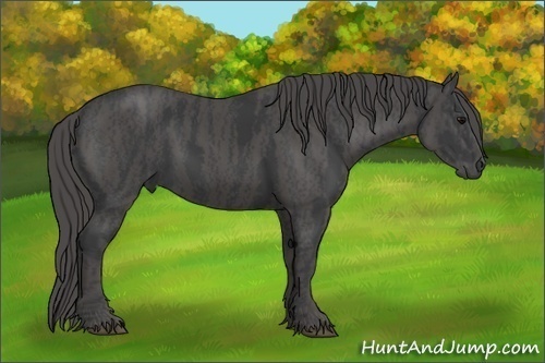 Horse Color:Black  Brindle