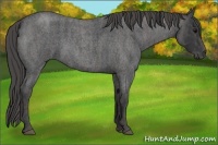 Horse Color:Blue Roan Brindle