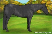 Horse Color:Black  Brindle