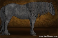Horse Color:Black  Brindle