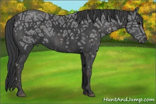 Horse Color: Black Ice  Brindle