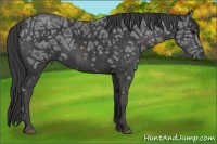 Horse Color:Black Ice  Brindle
