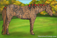 Horse Color:Blue Roan Brindle