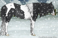 Horse Color:Black Splash Tobiano Rabicano