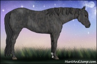 Horse Color:Black  Brindle