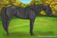 Horse Color:Black  Brindle
