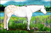 Horse Color:Buckskin Dun Blanket 