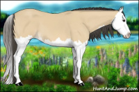 Horse Color:Buckskin Splash 