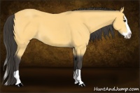 Horse Color:Buckskin Splash 