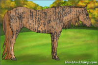 Horse Color:Black  Brindle