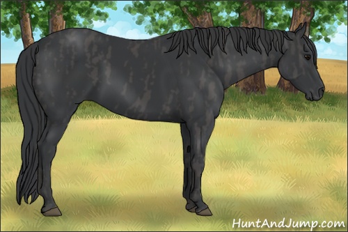 Horse Color: Black  Brindle