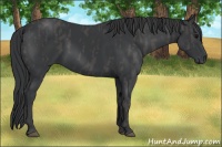 Horse Color:Black  Brindle