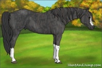 Horse Color:Black  Brindle