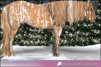 Horse Color:Silver Black Pearl Appaloosa  Brindle