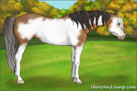 Horse Color:Buckskin Splash Frame 