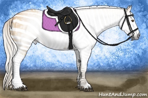 Horse Color:Gray White Spotted Silver Buckskin Dun 