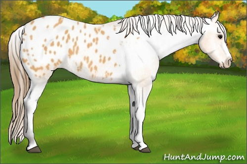 Horse Color: Buckskin Blanket 