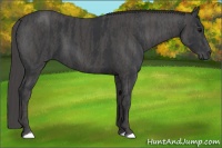 Horse Color:Black  Brindle