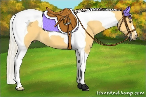 Horse Color:Palomino Tobiano 