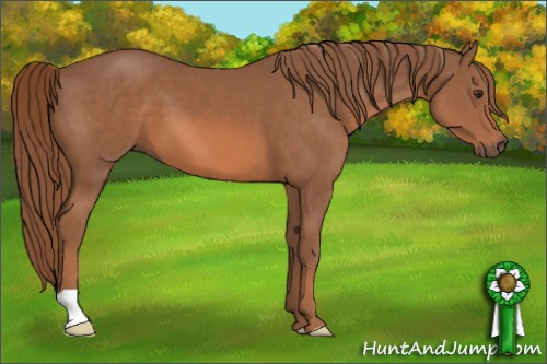 Horse Color: Liver Chestnut 