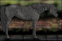 Horse Color:Black  Brindle