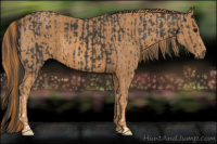 Horse Color:Black  Brindle