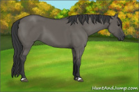 Horse Color:Grullo 