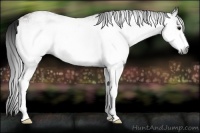 Horse Color:Gray White Spotted Brown 