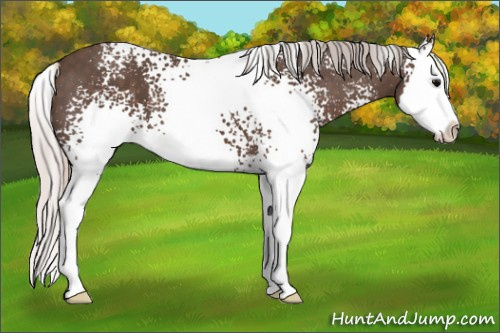 Horse Color: White Spotted Silver Black Sabino Splash 