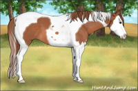 Horse Color:Liver Chestnut Sabino Splash Tobiano 